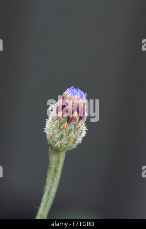 Centaurea cyanus or also known as Cornflower Stock Photo