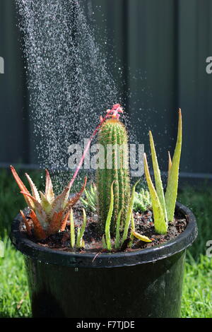 Watering a pot of succulents and cactus Stock Photo