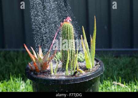 Watering a pot of succulents and cactus Stock Photo