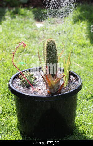 Watering a pot of succulents and cacti Stock Photo