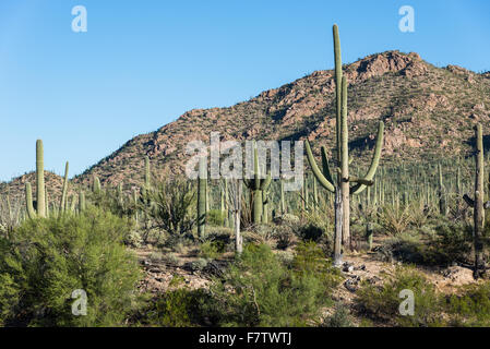 Giant Saguaro cactus forest covers granite hills. Saguaro National Park, Tucson, Arizona, USA. Stock Photo