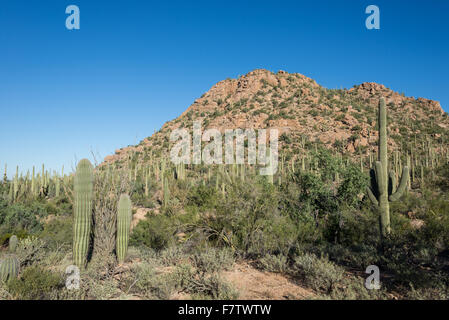 Giant Saguaro cactus forest covers granite hills. Saguaro National Park, Tucson, Arizona, USA. Stock Photo