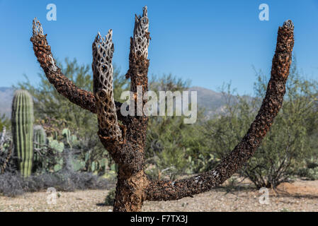 Skeleton branches of Teddy Bear cactus (Cylindropuntia bigelov) in Sonoran Desert. Saguaro National Park, Tucson, Arizona, USA. Stock Photo
