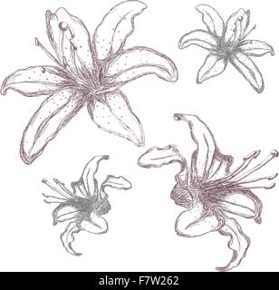 Hand drawn lilium flowers, vector illustration Stock Vector