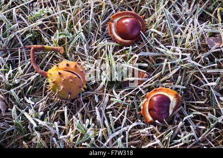 Frosty grass with horse chesnuts on sunny autumn morning Stock Photo