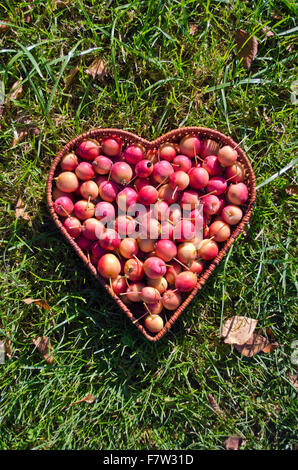 Heart shaped wicker basket full of crab apples on green grass Stock Photo