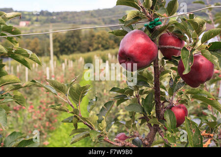 Melinda SweeTango, the apple from Trentino