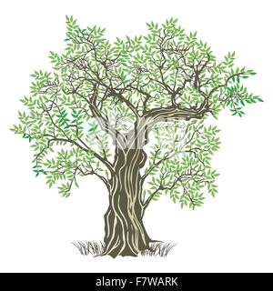 old olive tree Stock Vector