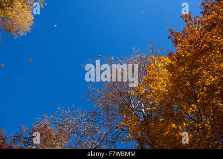 Stock image of falling yellow and brown autumn leaves flying in the wind. Stock Photo