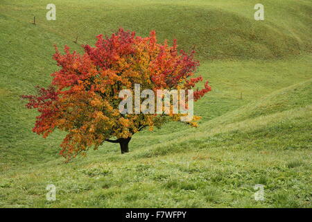 Bright colored pear tree in autumn Stock Photo