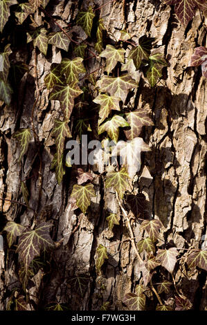 Ivy leaves on tree bark, dark faded old foliage after winter, leaves in sunny early spring day, nature closeup in vertical... Stock Photo