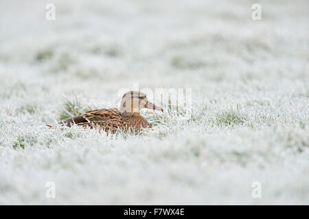 Female Mallard / Wild Duck / Stockente ( Anas platyrhynchos ) rests on hoarfrost covered pasture, in frosty winter times. Stock Photo