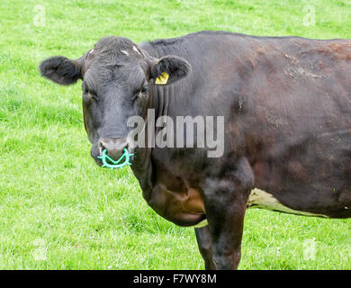 A calf wearing a Calf-weaning nose ring or noseband to stop the cow from suckling her mother Stock Photo