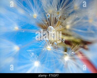 Close-up of dandelion clock with water droplets Stock Photo
