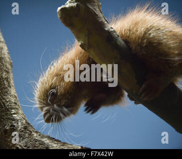 Frankfurt, Germany. 3rd December, 2015. A baby Coendou porcupine born on 07 November 2015 makes its way down a tree branch in its enclosure at the zoo in Frankfurt am Main, Germany, 03 December 2015. Coendou procupines are nocturnal rodents related to porcupines and guinea pigs and native to the rain forests of Central and South America as well as Trinidad. Photo: ARNE DEDERT/dpa Credit:  dpa picture alliance/Alamy Live News Stock Photo