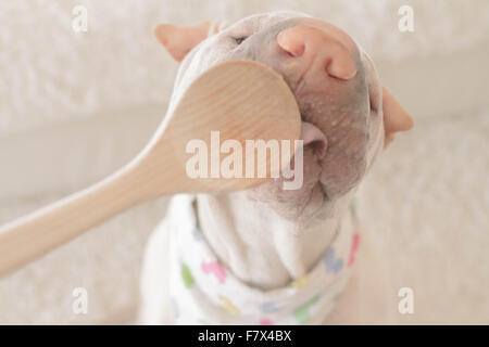 Shar pei dog licking a wooden spoon Stock Photo