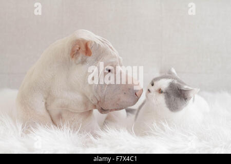 Shar Pei dog and cat lying next to each other Stock Photo