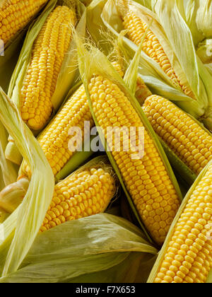 whole fresh sweet corn cobs Stock Photo