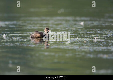 Juvenile Little Grebe / Zwergtaucher ( Tachybaptus ruficollis ) on, for this small bird typical, nutritious stretch of water. Stock Photo
