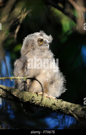 Juvenile Long-eared Owl / Waldohreule ( Asio otus ) sits in a tree like a little buddha with bright orange eyes.