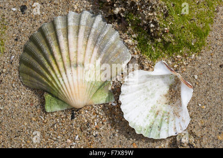 Great scallop, king scallop, seashell, seashells, sea shells, Große Pilgermuschel, Große Kammmuschel, Kammuschel, Pecten maximus Stock Photo