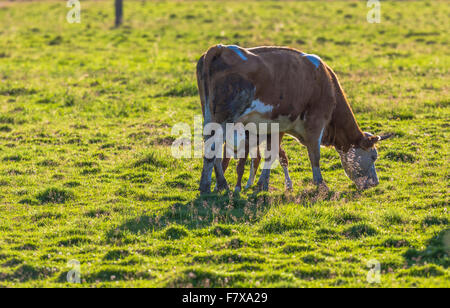 Calf sucking milk from its mother cow Stock Photo