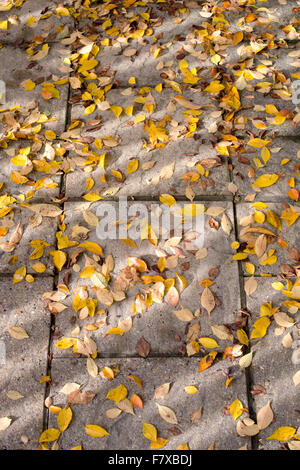 Prunus pendula var. Ascendens Rosea. Fallen autumn Japanese Cherry tree leaves on a garden path. UK Stock Photo