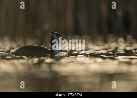 Great Crested Grebe / Great crestie ( Podiceps cristatus ) in between nice light reflections on water surface, backlight-shot. Stock Photo