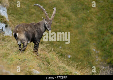 Male Alpine ibex / Alpensteinbock ( Capra ibex ) stands on steep alpine meadows, looks back. Stock Photo