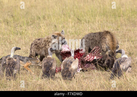 Hyena jackal vulture hi-res stock photography and images - Alamy