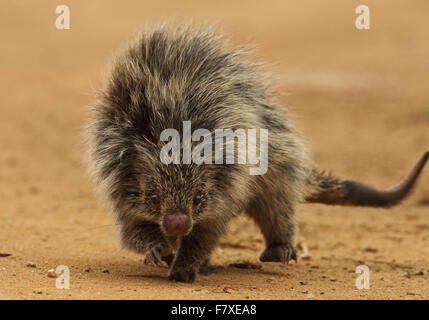 Orangespined Hairy Dwarf Porcupine (Sphiggurus villosus) adult, close