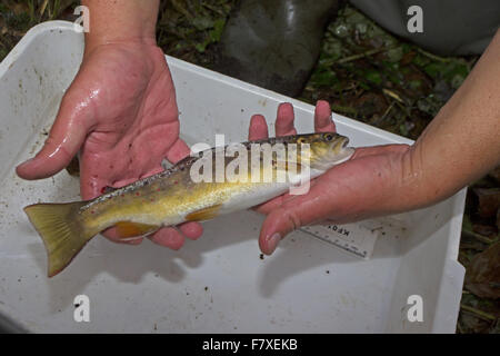 Brown Trout (Salmo trutta fario) juvenile, being measured, from electro-fishing in chalk river during fish survey, Norfolk Rivers Trust, Norfolk, England, October Stock Photo