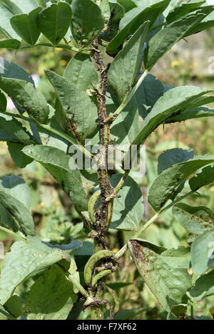 Black bean aphids, Aphis fabae, infesting broad bean plant in young pod, Berkshire, England, July Stock Photo