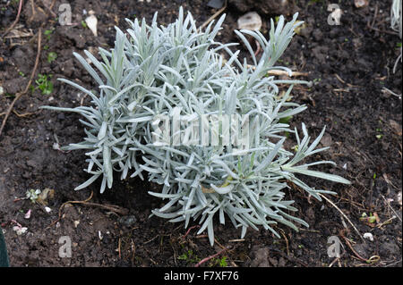 Healthy lavender plant for comparison with one suffering from shab disease, Phomopsis lavandulae, Devon, England, October Stock Photo