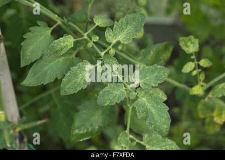 Two-spot spider mite, Tetranychus urticae, grazing damage to leaves of glasshouse tomato plant, Berkshire, England, September Stock Photo