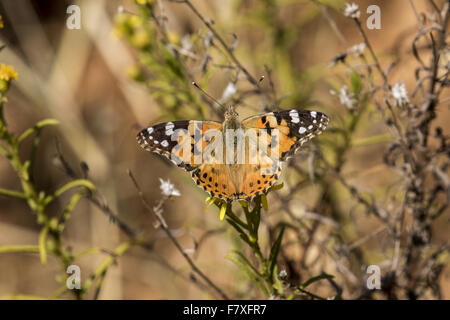 Painted Lady Butterfly - Vanessa cardui. Photographed in Portugal Stock Photo