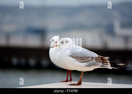 Seagulls on Baku Bulvar, Azerbaijan Stock Photo