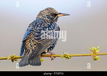 Common Starling / Star ( Sturnus vulgaris ) in wonderful breeding dress, white speckled plumage sits on a thin branch. Stock Photo