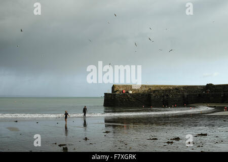 Seagulls in the sky over Gorran Haven harbour at low tide Stock Photo