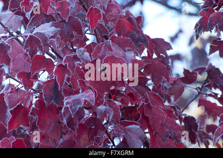Fall Maple leaves lined with frost photographed on Spencer Lake Road, Shelton, WA, Mason County, USA. Stock Photo