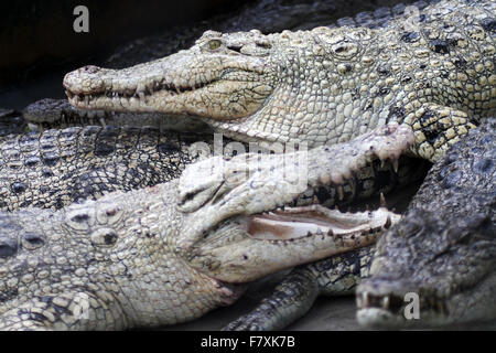Medan, North Sumatra, Indonesia. 3rd Dec, 2015. Crocodiles congregate at feeding time at the crocodile farm. The city of Medan is a breeding center that holds more than 2,800 crocodiles, which are also the largest crocodile habitat in the world. Last month Indonesian ministers announced plans for Crocodiles, Pirahna's and tigers to guard inmates in the country, in order to prevent escape. © Ivan Damanik/Alamy Live News Stock Photo