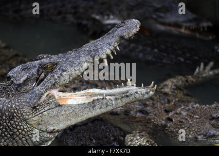 Medan, North Sumatra, Indonesia. 3rd Dec, 2015. Crocodiles congregate at feeding time at the crocodile farm. The city of Medan is a breeding center that holds more than 2,800 crocodiles, which are also the largest crocodile habitat in the world. Last month Indonesian ministers announced plans for Crocodiles, Pirahna's and tigers to guard inmates in the country, in order to prevent escape. © Ivan Damanik/Alamy Live News Stock Photo