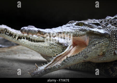 Medan, North Sumatra, Indonesia. 3rd Dec, 2015. Crocodiles congregate at feeding time at the crocodile farm. The city of Medan is a breeding center that holds more than 2,800 crocodiles, which are also the largest crocodile habitat in the world. Last month Indonesian ministers announced plans for Crocodiles, Pirahna's and tigers to guard inmates in the country, in order to prevent escape. © Ivan Damanik/Alamy Live News Stock Photo