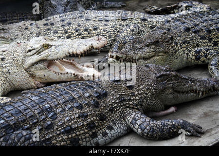 Medan, North Sumatra, Indonesia. 3rd Dec, 2015. Crocodiles congregate at feeding time at the crocodile farm. The city of Medan is a breeding center that holds more than 2,800 crocodiles, which are also the largest crocodile habitat in the world. Last month Indonesian ministers announced plans for Crocodiles, Pirahna's and tigers to guard inmates in the country, in order to prevent escape. © Ivan Damanik/Alamy Live News Stock Photo