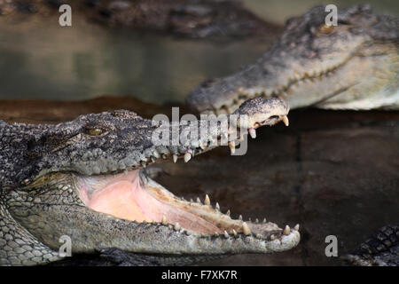 Medan, North Sumatra, Indonesia. 3rd Dec, 2015. Crocodile in captivity at mealtimes. The city of Medan is a breeding center that holds more than 2,800 crocodiles, which are also the largest crocodile habitat in the world. Last month Indonesian ministers announced plans for Crocodiles, Pirahna's and tigers to guard inmates in the country, in order to prevent escape. © Ivan Damanik/Alamy Live News Stock Photo