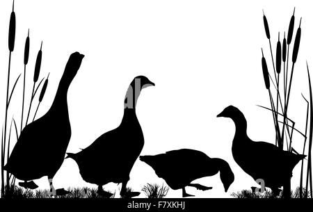 Reeds and goose silhouettes Stock Vector