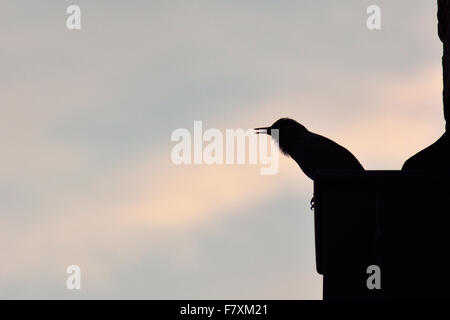 Common starling (Sturnus vulgaris) singing in silhouette Stock Photo