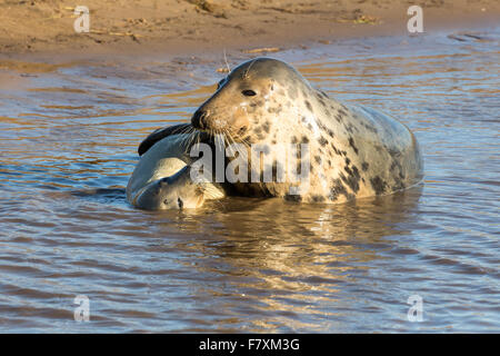 Grey seals at Donna Nook, North Lincolnshire, England in November 2015, during the breeding and mating season Stock Photo