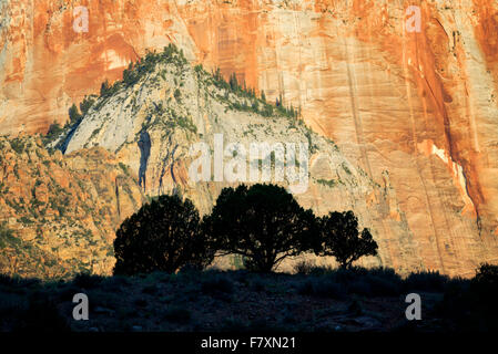 Silhouetted trees and Temple and Towers of the Virgin. Zion National Park, Utah Stock Photo