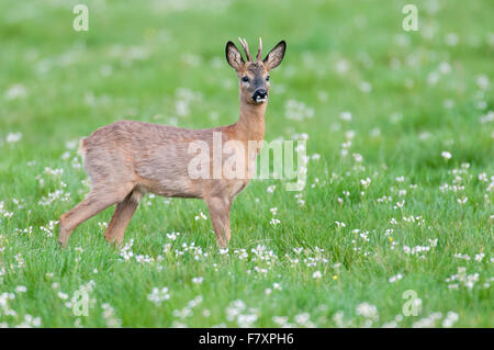 roe deer buck in spring, capreolus capreolus, lower saxony, germany Stock Photo